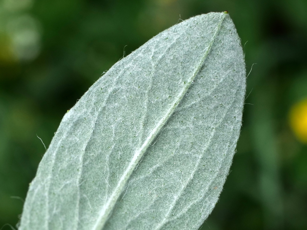Pilosella hoppeana; photograph (c) Wolfgang Jauch, some rights reserved (CC BY)