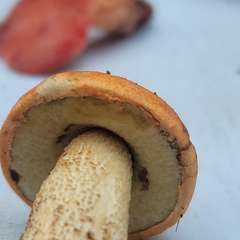 Leccinum albostipitatum