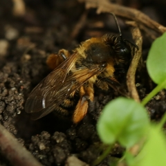 Andrena