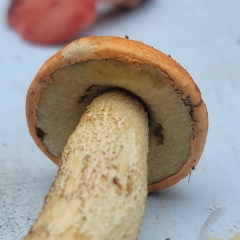 Leccinum albostipitatum