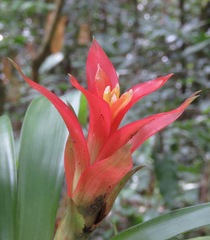 Guzmania lingulata