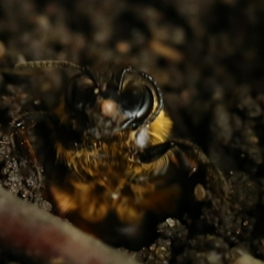 Andrena