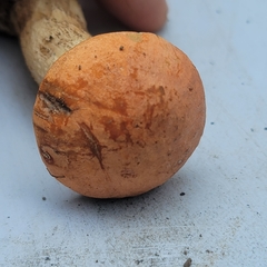 Leccinum albostipitatum