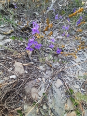 Delphinium consolida paniculatum