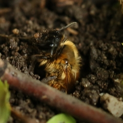 Andrena