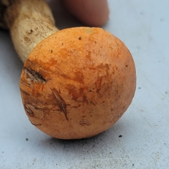 Leccinum albostipitatum