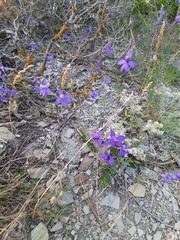 Delphinium consolida paniculatum