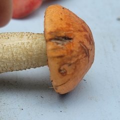 Leccinum albostipitatum