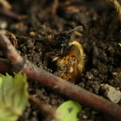 Andrena