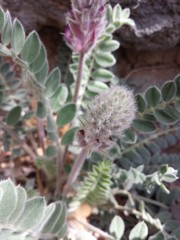 Astragalus mollissimus bigelovii