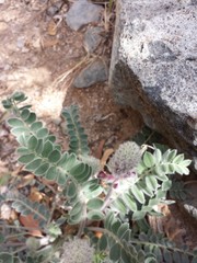 Astragalus mollissimus bigelovii