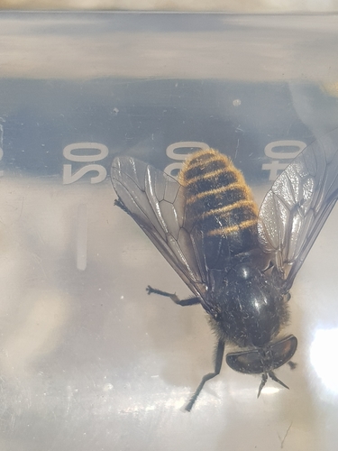 Hybomitra auripila