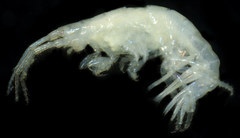 Ischyrocerus anguipes