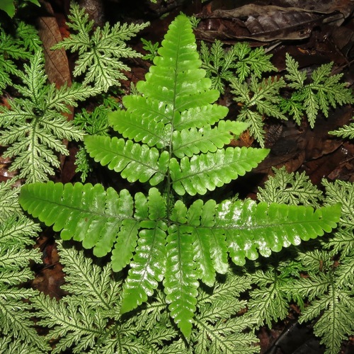 Fountain Fern (Triplophyllum funestum)