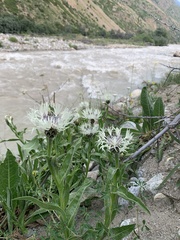 Centaurea cheiranthifolia