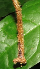 Triplophyllum funestum