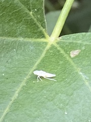 Graphocephala atropunctata