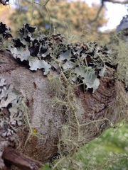 Usnea intermedia