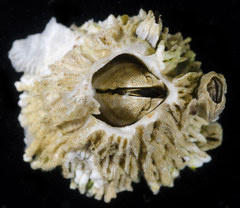 Semibalanus cariosus