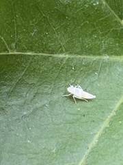 Graphocephala atropunctata