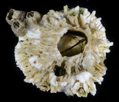 Semibalanus cariosus