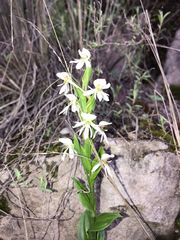 Habenaria kariniae
