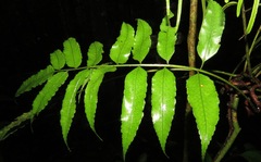Mickelia guianensis