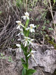 Habenaria kariniae