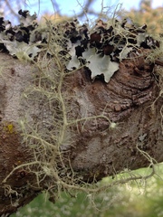 Usnea intermedia
