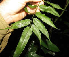 Mickelia guianensis