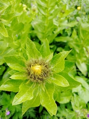 Pentanema orientale