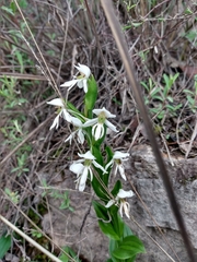 Habenaria kariniae