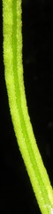 Mickelia guianensis