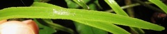 Mickelia guianensis