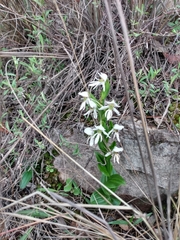 Habenaria kariniae