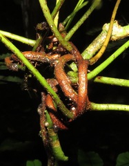 Mickelia guianensis