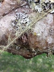 Usnea intermedia