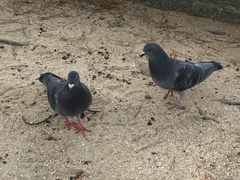 Columba livia domestica
