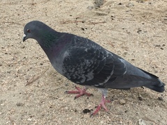 Columba livia domestica