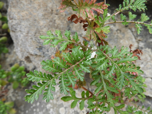 Argyranthemum lemsii image