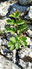 Heracleum ligusticifolium