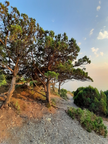 Grecian juniper (Juniperus excelsa)