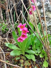 Primula rusbyi