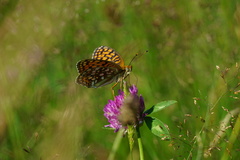 Argynnis niobe