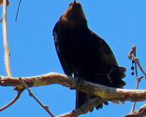photo of Brown-headed Cowbird (Molothrus ater)