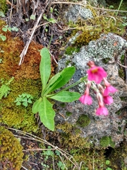 Primula rusbyi