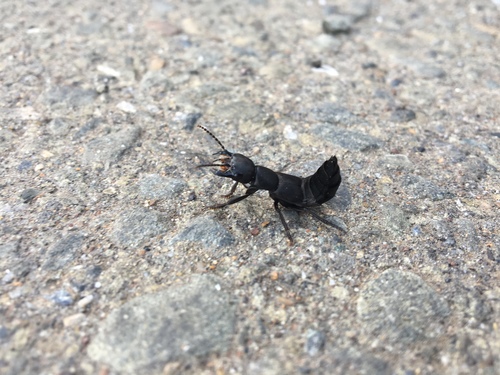 Devil's Coach Horse Beetle photo 6