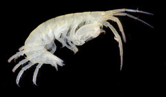 Ischyrocerus anguipes