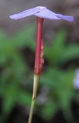 Mandevilla tenuifolia