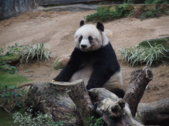 Ailuropoda melanoleuca